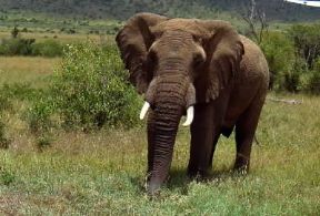 Elefante . Esemplare di Loxodonta africana.De Agostini Picture Library/F. Galardi
