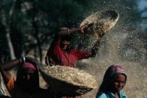 India . Lavorazione del frumento nello Stato di Rajasthan.De Agostini Picture Library/M. Bertinetti