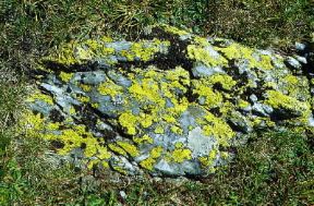 Lichene geografico (Rhizocarpon geographicum).De Agostini Picture Library/M. Giovanoli