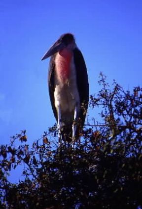 MarabÃ¹. Esemplare di Leptoptilos crumeniferos.De Agostini Picture Library/G. Roli