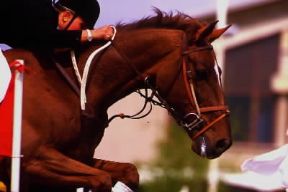 Finimento. Insieme dei finimenti di un cavallo da sella impegnato in una competizione.De Agostini Picture Library/C. Crose