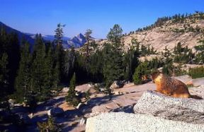 Parco Nazionale . Una veduta del Parco Nazionale di Yosemite (U. S. A.).De Agostini Picture Library/G. SioÃ«n