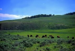 Parco Nazionale . Bisonti in una valle del Parco Nazionale di Yellowstone (U. S. A.).De Agostini Picture Library/W. Buss