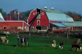 Vermont. Una fattoria con allevamento di bovini.De Agostini Picture Library/G. SioÃ«n
