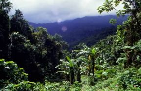 Foresta. La foresta pluviale che ricopre il monte El Yunque in Puerto Rico.De Agostini Picture Library/C. Rives