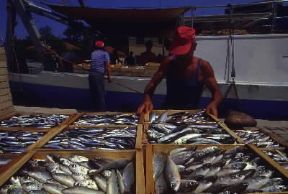 Italia . Casse di pesce sbarcate nel porto di Cesenatico, sulla costa romagnola.De Agostini Picture Library/G. P. Cavallero