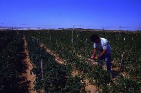 Israele . Lavori agricoli nelle campagne di Elat.De Agostini Picture Library/C. Sappa
