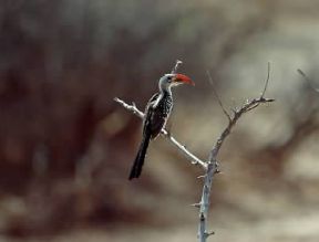 Buceros. Esemplare di bucero dal becco rosso (Tockus erythrorhynchus).De Agostini Picture Library/Jaccod