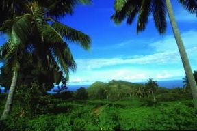 Comore. Vegetazione equatoriale che ricopre gran parte del territorio del Paese.De Agostini Picture Library / D. Minassian
