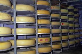 Formaggio. La maturazione del formaggio puÃ² richiedere anche piÃ¹ di due anni.De Agostini Picture Library/C. Sappa