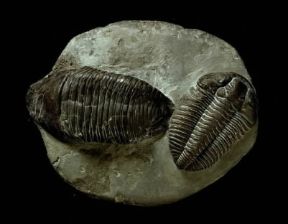 Paleontologia . Testimonianza fossile di Trilobiti.De Agostini Picture Library/G. Nimatallah
