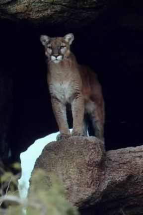 Puma (Felis concolor).De Agostini Picture Library/Dani-Jeske