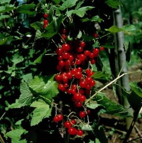 Ribes. Frutti di ribes rosso (Ribes rubrum).De Agostini Picture Library/Cretti