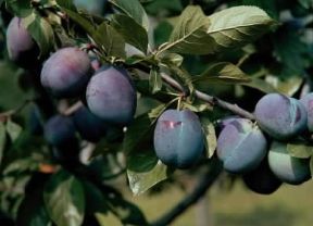 Susino. Frutti del Prunus domestica.De Agostini Picture Library/M. Pedone