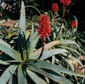 Aloe spinosissima.De Agostini Picture Library/2P
