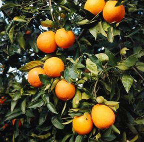Arancio. Frutti di arancio (citrus aurantium). 