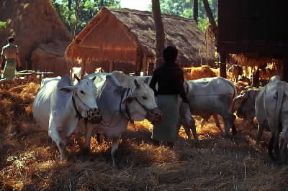 Birmania . Bovini impiegati nei lavori agricoli.De Agostini Picture Library/G. Dagli Orti