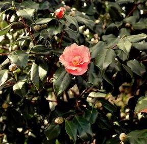 Camelia (Camellia japonica).De Agostini Picture Library