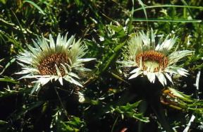 Carlina delle Alpi (Carlina acaulis).De Agostini Picture Library/P. Jaccod