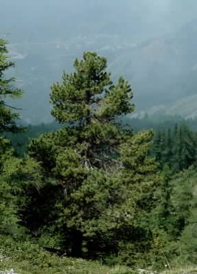 Cembro. Un pino cembro (Pinus cembra).De Agostini Picture Library/ 2 P