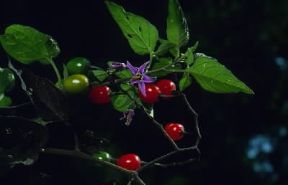 Dulcamara . Fiori e frutti di Solanum dulcamara.De Agostini Picture Library/F. Bertola