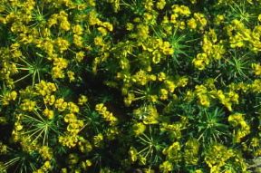 Erba cipressina (Euphorbia cyparissias).De Agostini Picture Library/G. SioÃ«n