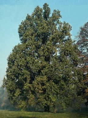Farnia (Quercus pedunculata).De Agostini Picture Library