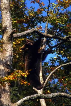 Orso . Esemplare di orso bruno europeo.De Agostini Picture Library/L. Ramires