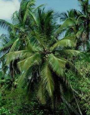 Palma . Palmeto nell'isola di Bali.M. Bertinetti