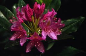Rododendro. Fiore della pianta.De Agostini Picture Library / A. Vergani