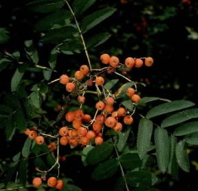 Sorbo . Esemplare di Sorbus domestica.De Agostini Picture Library/2 P