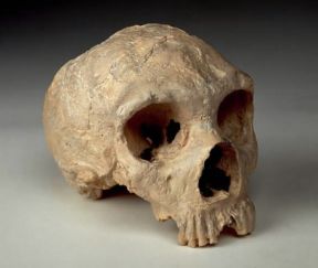 Uomo di Neandertal. Cranio fossile di donna, vissuta 50.000 anni fa, rinvenuto nella Forbes Quarry a Gibilterra.Londra, Natural History Museum