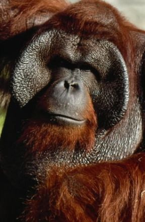Orango. Primo piano di un esemplare di orango (Pongo Pygmaeus).De Agostini Picture Library