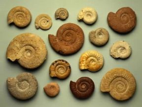 Ammonite. Esemplari di fossili.De Agostini Picture Library/G. Cigolini