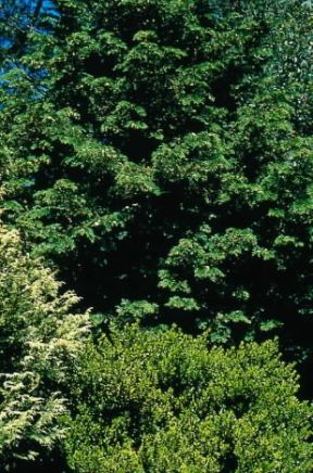 Bosso. Ramo fiorito di Buxus sempervirens.De Agostini Picture Library