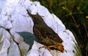 Codirossone. Esemplare di Monticola saxatilis.De Agostini Picture Library/D. Cambi