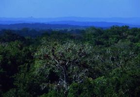 Guatemala (Stato). La foresta equatoriale nella zona del PetÃ©n.De Agostini Picture Library / A. Vergani