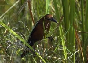 Gracchio dalla lunga coda (Cassidix mexicanus).De Agostini Picture Library / G. Cappelli