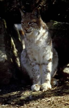 Lince europea (Lynx lynx).De Agostini Picture Library/A. Calegari