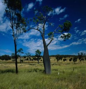 Albero bottiglia. De Agostini Picture Library/P. Jaccod