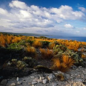 Australia. Veduta del parco naturale di Flinders Chase nell'Isola dei Canguri.De Agostini Picture Library / P. Jaccod