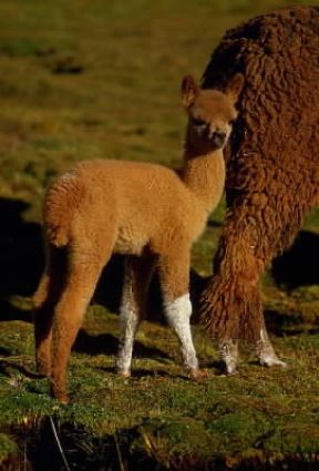 Alpaca . (Lama pacos)De Agostini Picture Library/M. Bertinetti