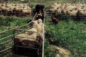 Australia. Allevamento di pecore merinos.De Agostini Picture Library/N. Cirani