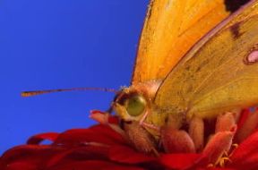 Farfalla. Esemplare di Colia australe in cui sono ben visibili gli occhi.De Agostini Picture Library/E. Alzati