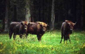 Foresta di Bialowieska . Esemplari di bisonte europeo nel Parco Nazionale istituito nella Foresta.De Agostini Picture Library/G. Cappelli