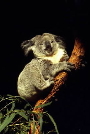 Koala (Phascolarctos cinereus).De Agostini Picture Library/N. Cirani