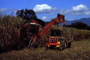 Queensland. Il taglio della canna da zucchero a Edmonton; l'agricoltura Ã¨ una delle risorse economiche piÃ¹ importanti della popolazione.De Agostini Picture Library/N. Cirani