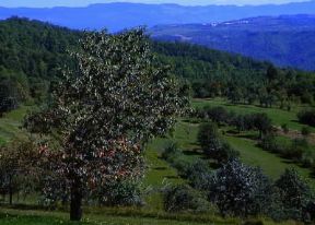 Slovenia . Veduta del paesaggio nei pressi di San Canziano della Grotta. De Agostini Picture Library/S. Vannini