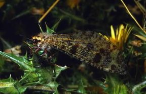 Formicaleone. Esemplare di Palpares libelluloides.De Agostini Picture Library/F. Bertola