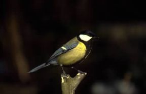 Cinciallegra (Parus major).De Agostini Picture Library/A. Calegari